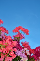 Fototapeta premium flower
