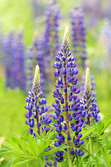 Obraz premium Lupinen, Lupines, Textraum, copy space, Hochformat