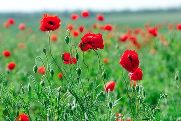 Fototapeta premium poppy