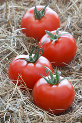 Tomaten