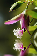 Contemplation florale - Macrophotographie