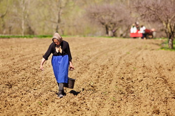 Senior woman farmer sowing