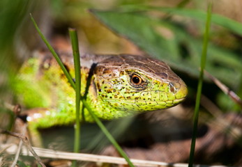 Macro of a lizard outdoor