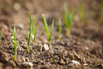 Baby onions