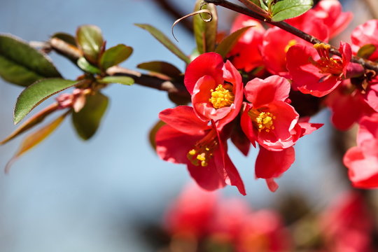 Japanese Flowering Quince