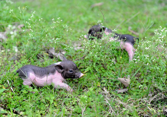 so small piglets