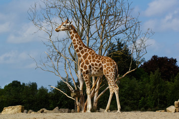 A single giraffe staying near to a  big tree