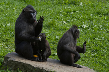 a family of black macaques eating oranges