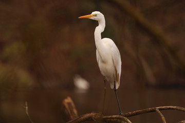 Great Egret - Casmerodius albus