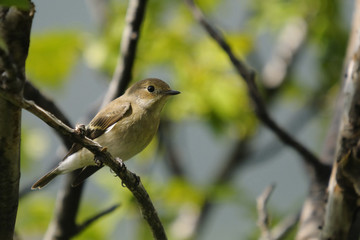 Pied Flycatcher, Ficedula hypoleuca - female