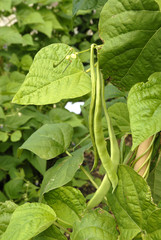 Haricot mangetout, Phaseolus vulgaris 'Robin'