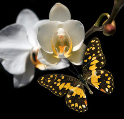 White orchid and butterfly on a black background