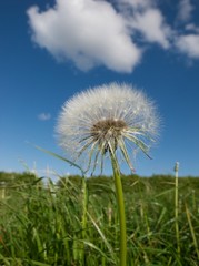 Naklejka premium Dandelion seedhead