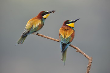 Bee-eater, Merops apiaster - the marriage period