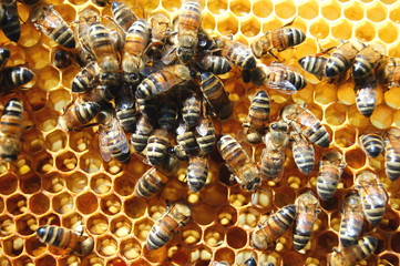 Pszczoły na plastrze miodu