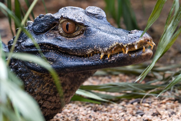 Crocodile teeth and detail of the eye, Semi hidden