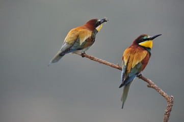 Bee-eater, Merops apiaster