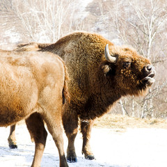 winter bison