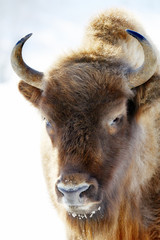 wild bison © Vasiliy Koval