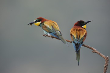 Bee-eater, Merops apiaster - the marriage period