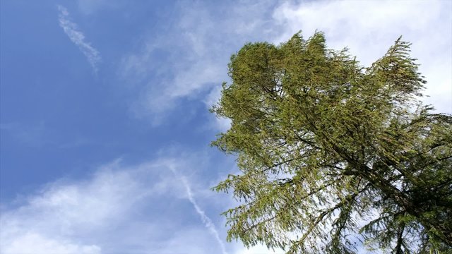 Baum im Winde