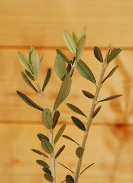 Young Olive Branches Against Wooden Background