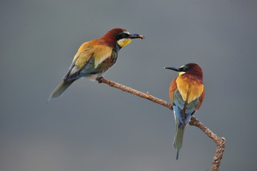 Bee-eater, Merops apiaster - the marriage period