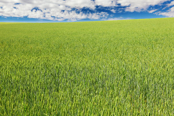 green wheat field with blue sky and clouds