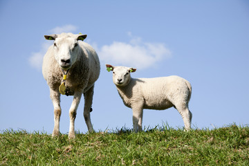 Sheep and lamb