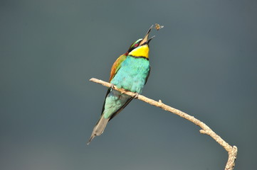 Bee-eater, Merops apiaster