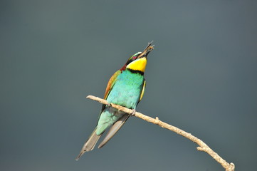 Bee-eater, Merops apiaster