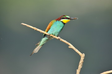 Bee-eater, Merops apiaster