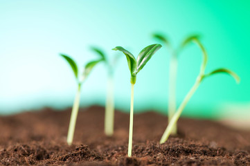 Green seedling illustrating concept of new life