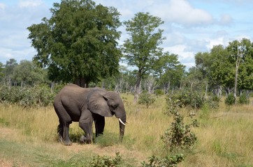 elefante