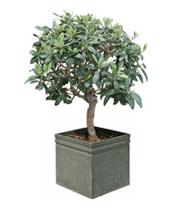 oliviers bonsaï
