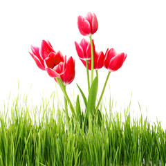 Red tulips in green grass isolated on white