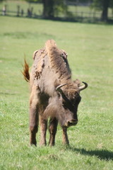 Wisent