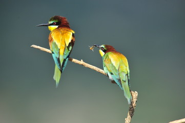 Bee-eater, Merops apiaster - the marriage period