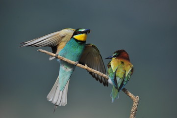 Bee-eater, Merops apiaster - the marriage period