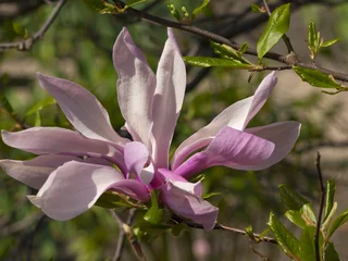 Crédence de cuisine en verre imprimé Magnolia magnolia