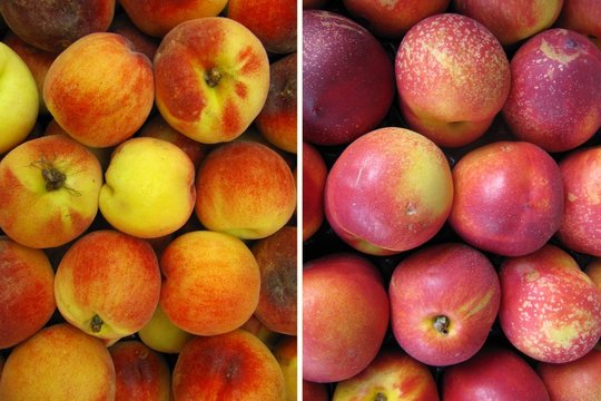 Peaches and nectarines. melocotones y nectarinas.