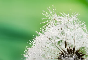 Aluminium Prints Dandelions and water Close-up of wet dandelion seed with drops