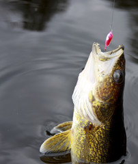 Obraz premium walleye close up