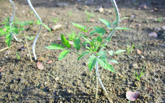 plant de tomate sur piquet