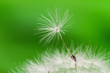 Close-up of wet dandelion seed with drops