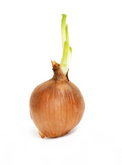 growing onion
