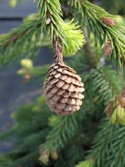 Szyszka © bnorbert3