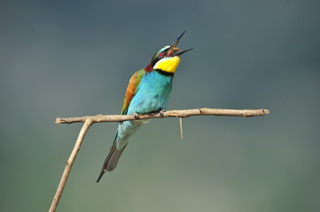 Bee-eater, Merops apiaster