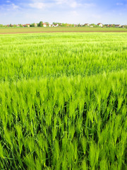 green wheat field