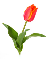 Tulip flower isolated on white background